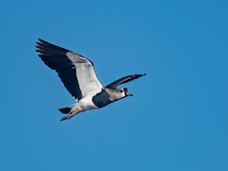 Fototapeta premium Southern Lapwing in Flight Against Clear Blue Sky in Patagonia