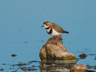 Two-banded Plover Standing on Rock by Patagonian Lake Shore