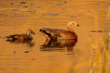 Upland Goose Adult and Gosling Swimming in Patagonian Wetland at Sunset