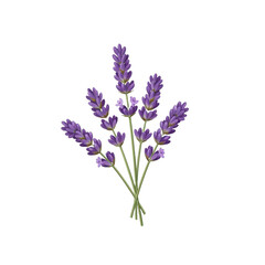 Naklejka premium A beautiful bunch of lavender flowers with purple blooms.