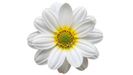 White daisy flower isolated on transparent background