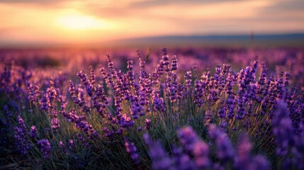 Fototapeta premium Serene Lavender Field at Sunset with Warm Golden Light and Soft Focus Bokeh