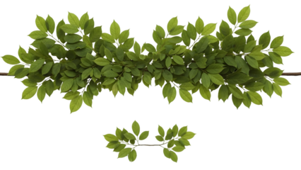 Green leafy branches isolated on transparent background