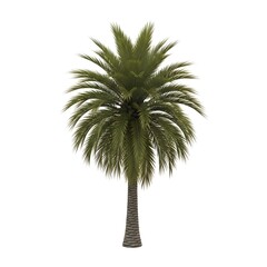 Majestic palm tree with lush green leaves on white background