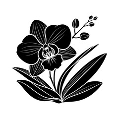 Elegant black and white orchid flower with leaves and buds.