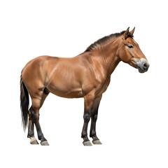 Fototapeta premium Przewalski s horse isolated on transparent background