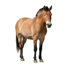 Obraz premium Przewalski's horse isolated on transparent background endangered wild animal