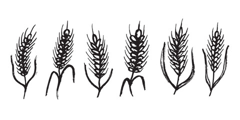 Set of hand drawn cereal wheat oat rye barley rice ears spikelet clipart Organic wheat bread agriculture farming harvest healthy food Single element for design print packaging label decor