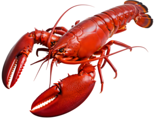 Whole Red Lobster Isolated