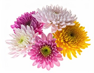 Assortment of colorful chrysanthemums blossoms arranged on white