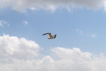 low angle view of a seagull flying against clouds and sky