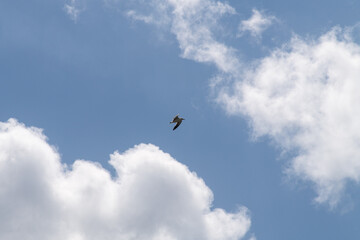 low angle view of a seagull flying against clouds and sky