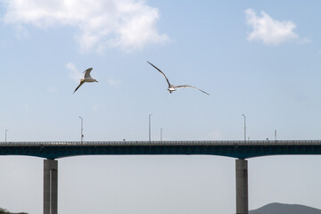 flying seagulls against a bridge on the sea