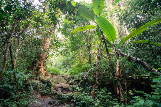 Dense Jungle Trail Near Parit Falls, Tanah Rata, Malaysia