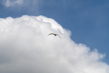 low angle view of a seagull flying against clouds and sky