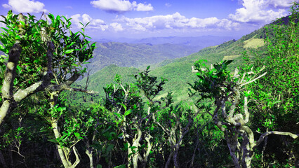 400 year old Tea plantation