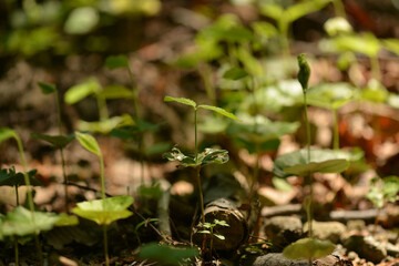 Korean beech Fagus multinervis of Fagaceae is a tree from Ulleungdo used for nuts and timber. This is an authentic optical photography captured on location