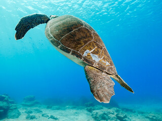 Turtle injured by a boat propeller