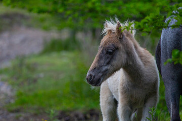 Foal at Grayson Highlands State Park