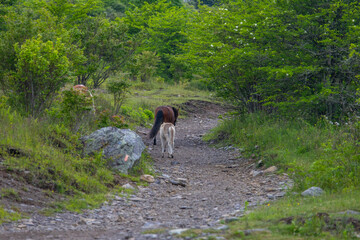 Ponies on the trail at Grayson Highlands