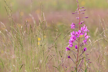 Fireweed in interior Alaska