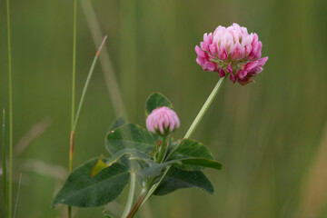 Clover growing in interior Alaska