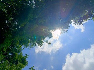 Bright Sun Rays Through Green Tree Leaves and Blue Sky