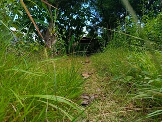 Overgrown Green Path Through Lush Tropical Jungle