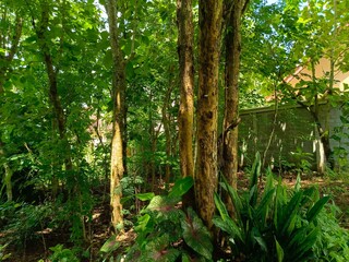 Lush Green Tropical Garden with Sunlight