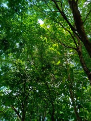 Lush Green Tree Canopy with Filtering Sunlight