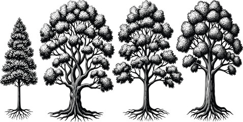 Obraz premium Detailed tree illustrations collection showing different tree species with roots and foliage, hand drawn botanical style isolated on white background