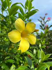 Obraz premium the yellow Allamanda cathartica flower is beautiful in the garden