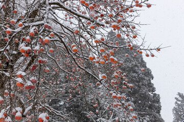 雪が積もった柿の木