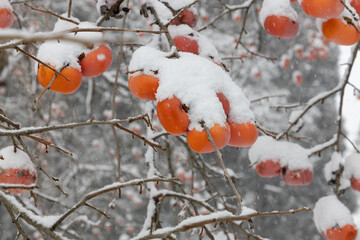 雪が積もった熟した柿の実