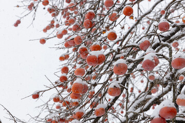 雪が積もった熟した柿の実