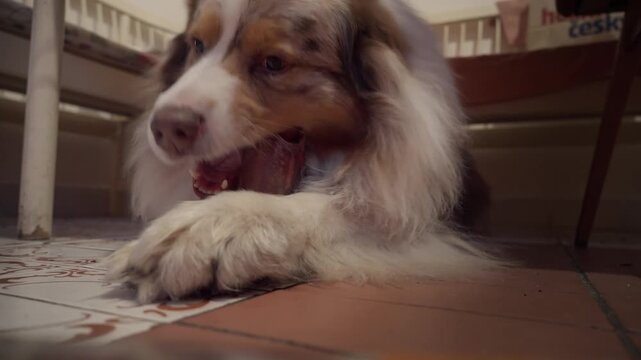 Happy Shepherd dog enjoys gnarling teeth on juicy meat bone close-up