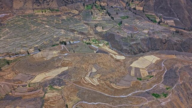 Drone flight over striking golden dry terraced farmland along the canyon edge in Cabanaconde Peru the yellow earth tones highlight incredible geometric patterns shaped by ancient Andean agriculture