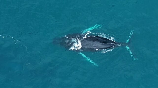 Epic close-up of a huge adult humpback whale surfacing to breathe. The blowhole, facial textures, and barnacles on its chin are clearly visible, revealing remarkable detail and scale in the wild ocean