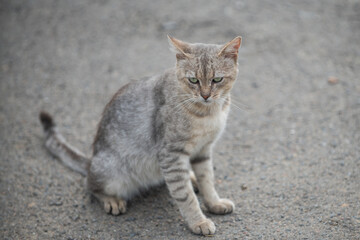 Grey cat yawning widely on pavement. Cat opening mouth showing teeth and tongue. Funny animal moment in urban environment. Sleepy street cat portrait. Domestic feline expressing tiredness outdoors.