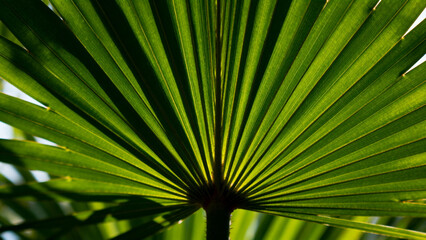 Close-up of a fan-shaped palm leaf with vibrant green segments radiating from the center