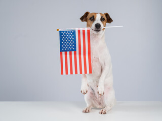 Jack Russell Terrier dog holding US flag on white background. 