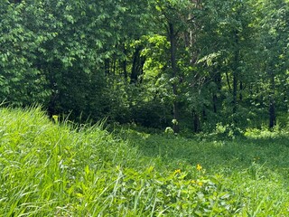 Forest landscape with green grass and dense deciduous trees.