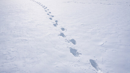 Step forward in frosty trail. Snowy step on outdoor path. Steps marks in snowy forest. Winter step along footpath. Step forward in cold snow. Footsteps pattern in winter landscape.