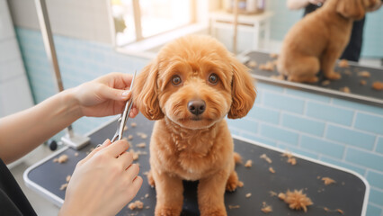 Brown Toy Poodle dog getting a haircut in a grooming salon. Professional groomer using scissors to trim fur