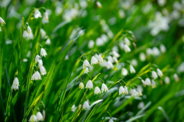 Obraz premium White wildflower field background. Spring meadow with snowflakes. Fresh green spring scene. Spring wildflowers background. Natural spring wallpaper.