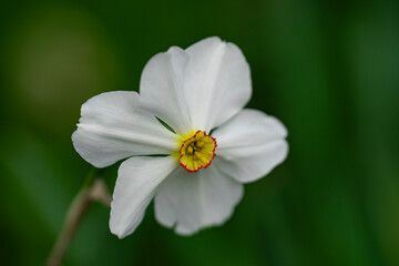 A white narcissus symbolizes spring renewal. Spring brings vibrant narcissus daffodils to the garden. Soft spring narcissus flower. Spring blooms narcissus.