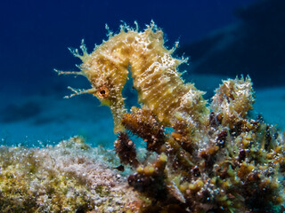 Long-snouted seahorse