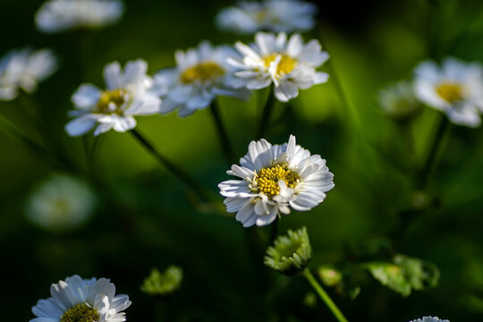 small white chrysanthemums in the garden