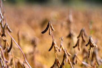 Dense soybean cluster in preharvest field, dozens of pods hanging over warm landscape suggesting high yield potential and late season readiness for mechanized harvest