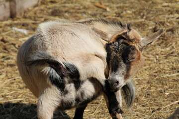 baby goat on farm